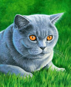 Grey British Shorthair Cat