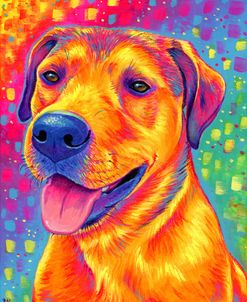 Colorful Dog