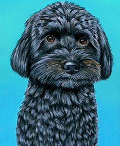 Cute Schnoodle On Teal