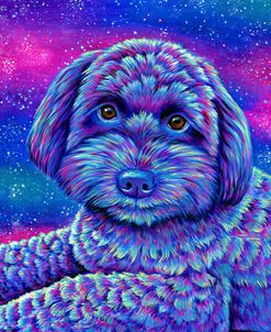 Starry Schnoodle