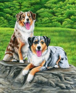 Two Australian Shepherd Dogs