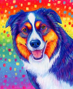 Australian Shepherd