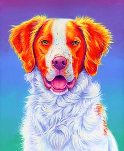 Brittany Spaniel