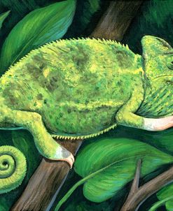 Female Veiled Chameleon