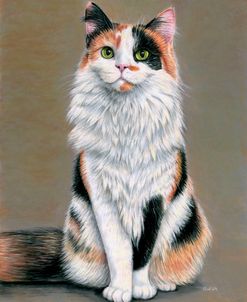 Calico Cat