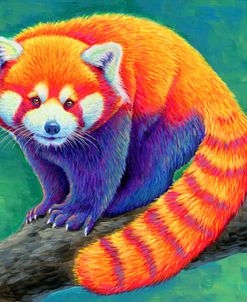 Red Panda Rainbow