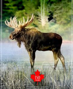 Moose Canada 150th Anniversary