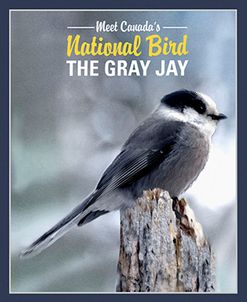 Gray Jay Canada’s National Bird