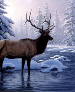 Elk In Winter