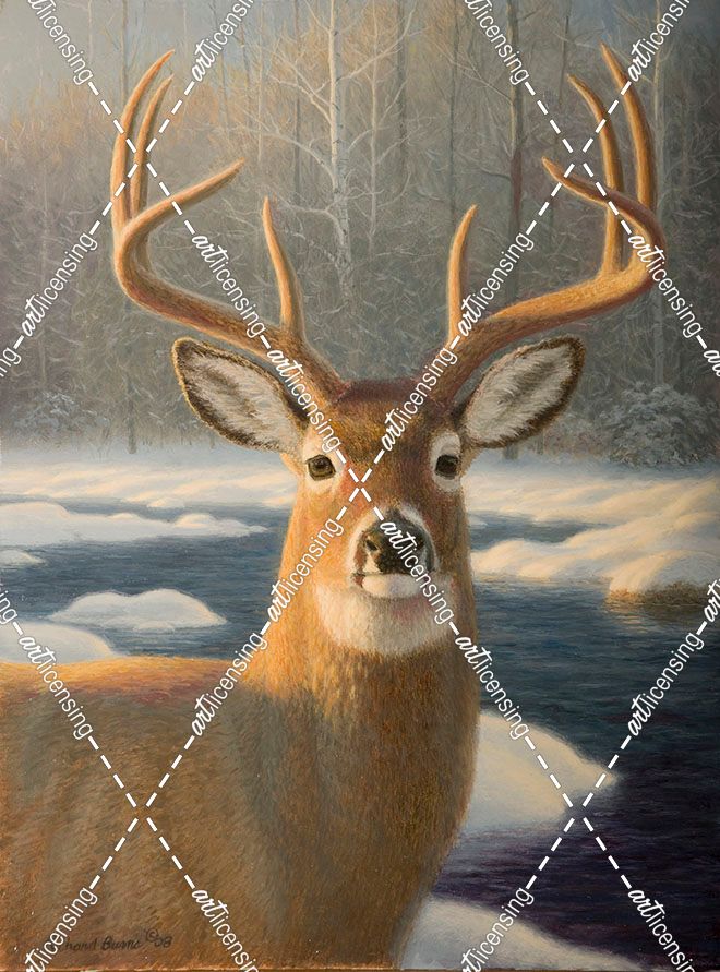 White Tail Deer Portrait
