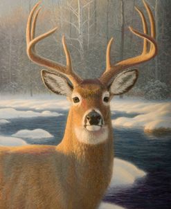 White Tail Deer Portrait
