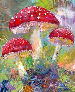 Red Cap Mushrooms