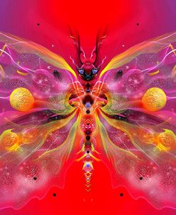 Butterfly 11