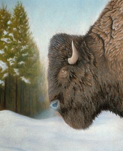 Lone Buffalo