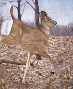 White-Tailed Deer