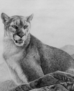 Cougar Study