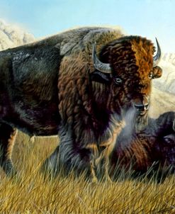 Resting Buffalo