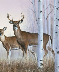 Deer In Birch Woods