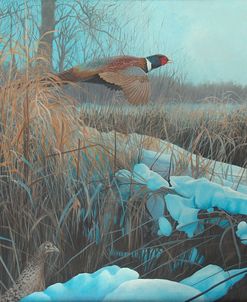 Pheasent Acrylic 067