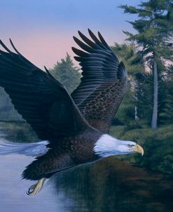 Eagle Soaring