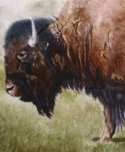 Buffalo