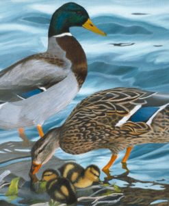 Mallard Family
