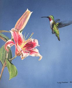 Hummingbird And Lily