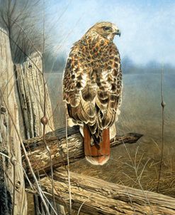 Red Tailed Hawk