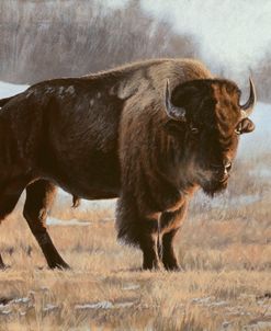 Bison