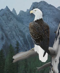 Perched Eagle