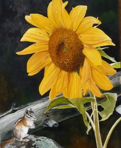 Sunflower and Chipmunck