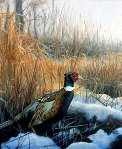 Pheasant