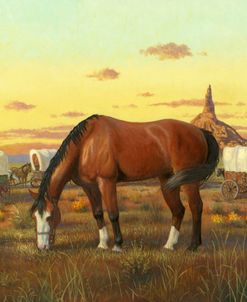 Quarter Horse And Covered Wagons