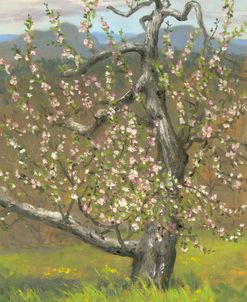 Apple Blossoms