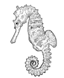 Sea Horse