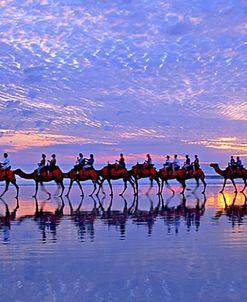 Cable Beach Camels