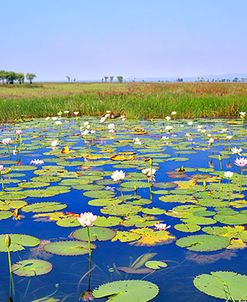 Lily Pond