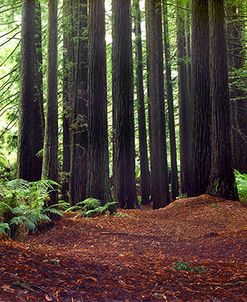 Redwoods 1