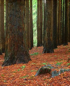 Redwoods 2