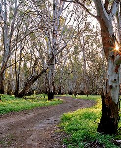 Redgum Forest