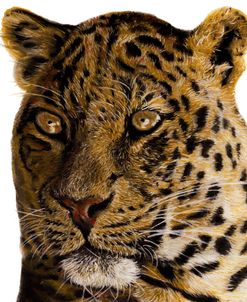 Leopard 2