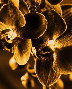 Golden Orchid 1