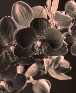 Platinum Orchids 5