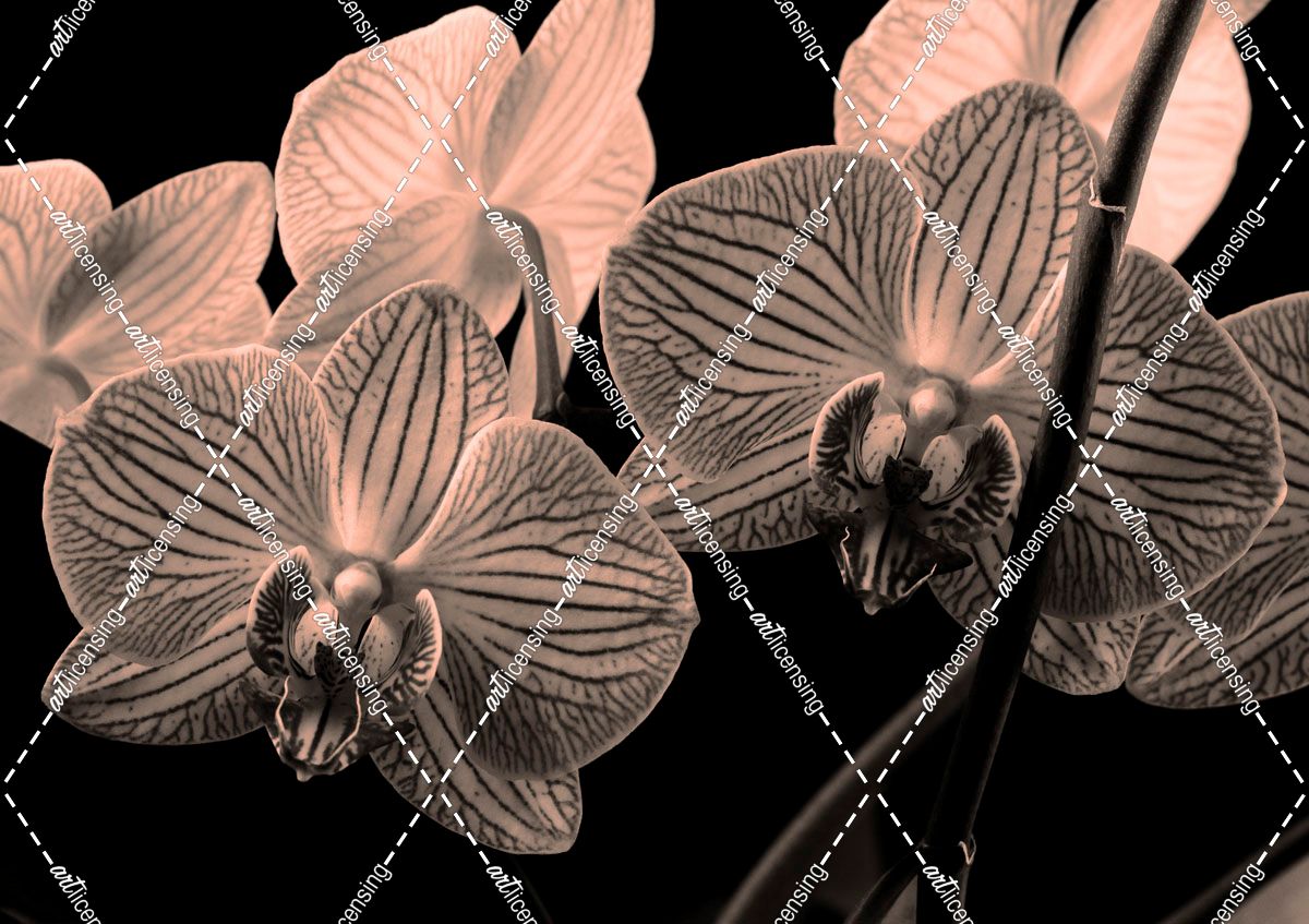 Platinum Orchids 1