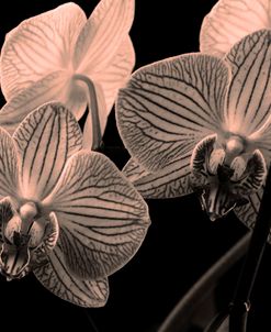 Platinum Orchids 1