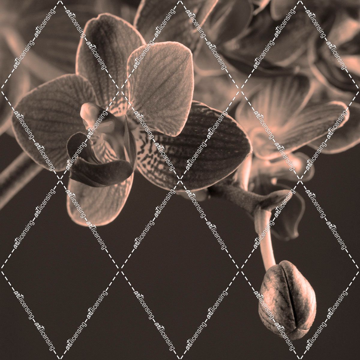 Platinum Orchids 3