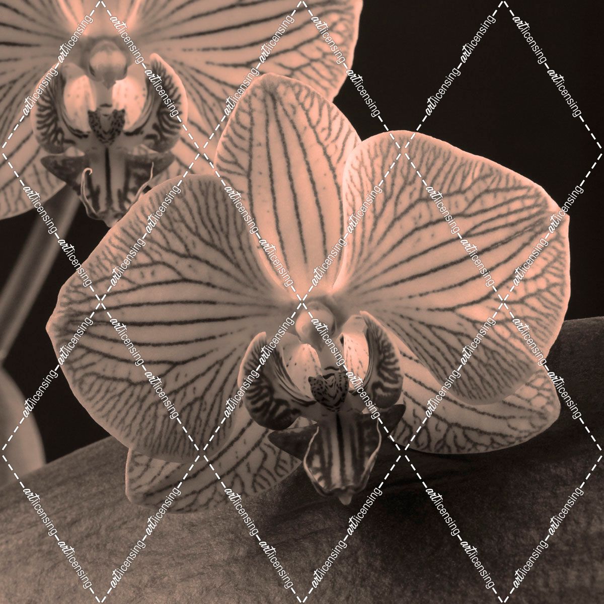 Platinum Orchids 4