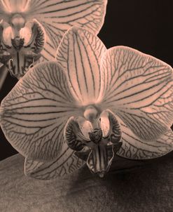 Platinum Orchids 4