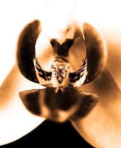 Sepia Orchid