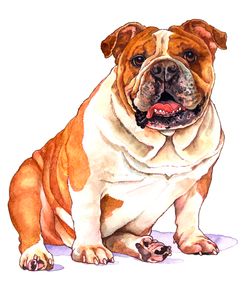 Bulldog